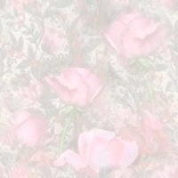 Pink Roses Wallpaper Background Graphics
